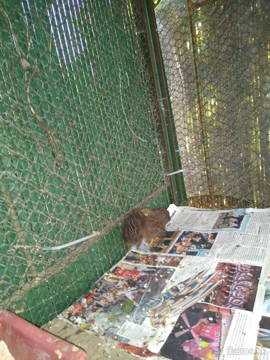 Predám sliepku prepelice čínskej