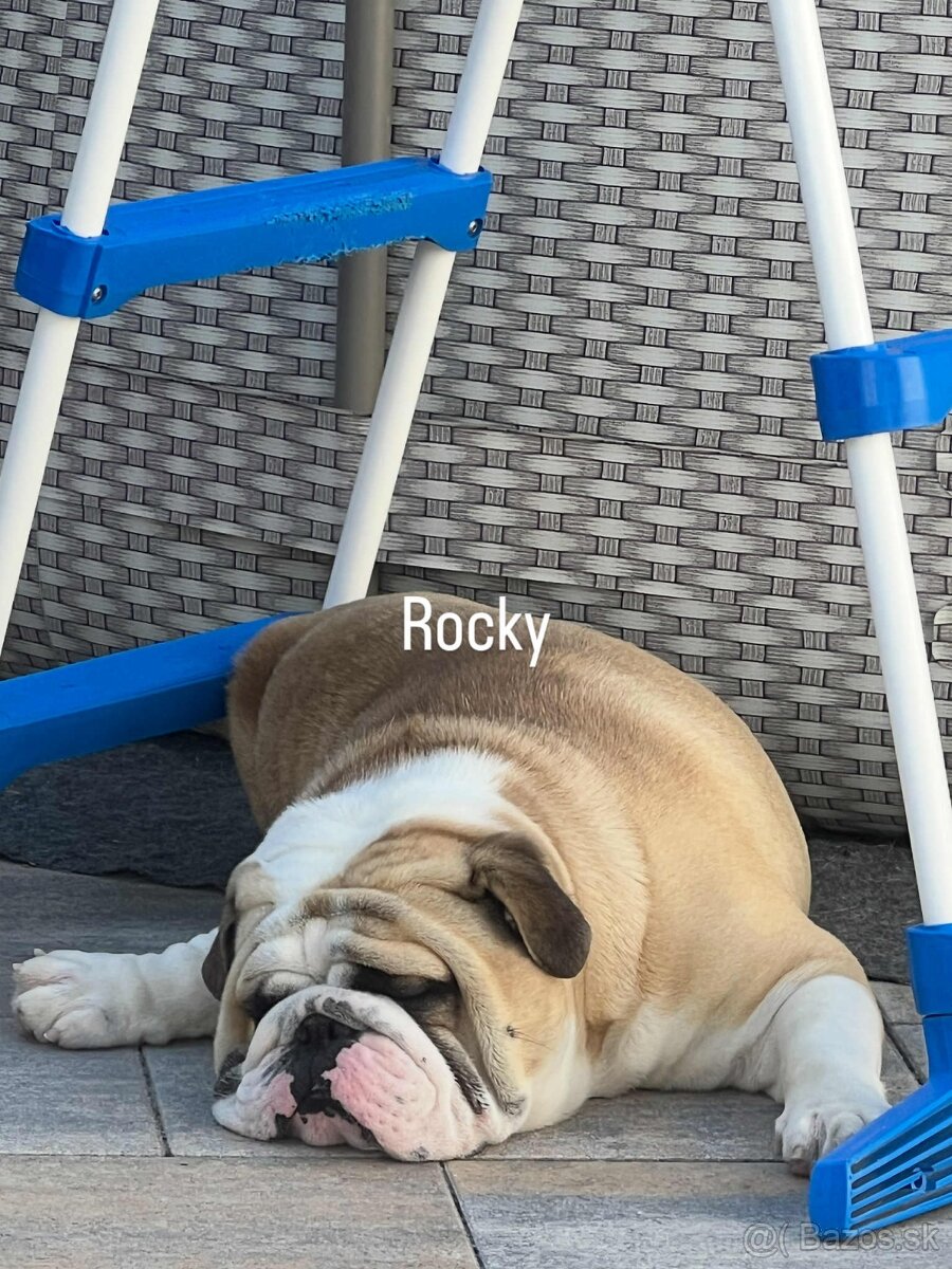 Anglický bulldog na krytie