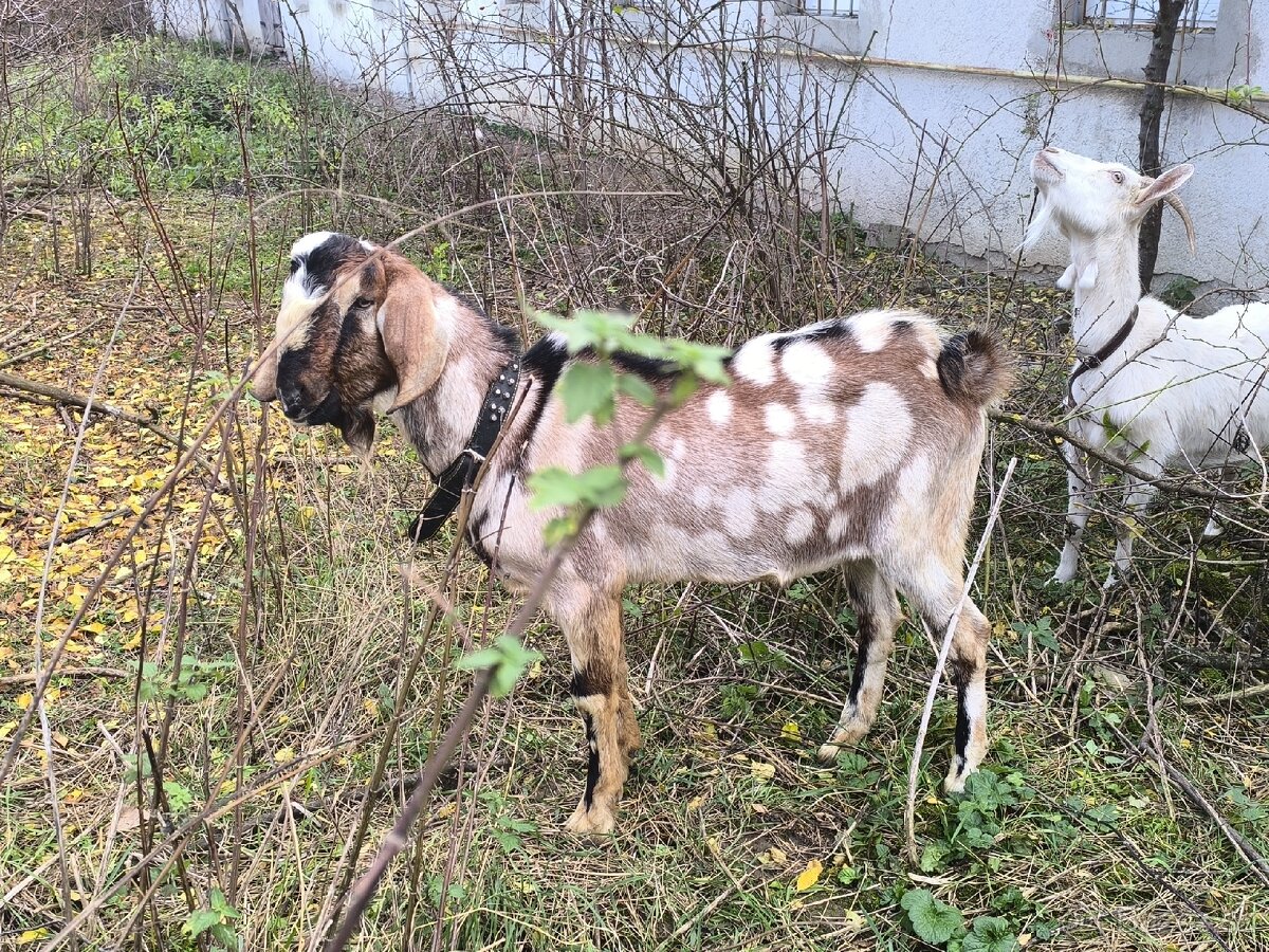 Anglonubijsky podielovy Capko pripustanie,predaj
