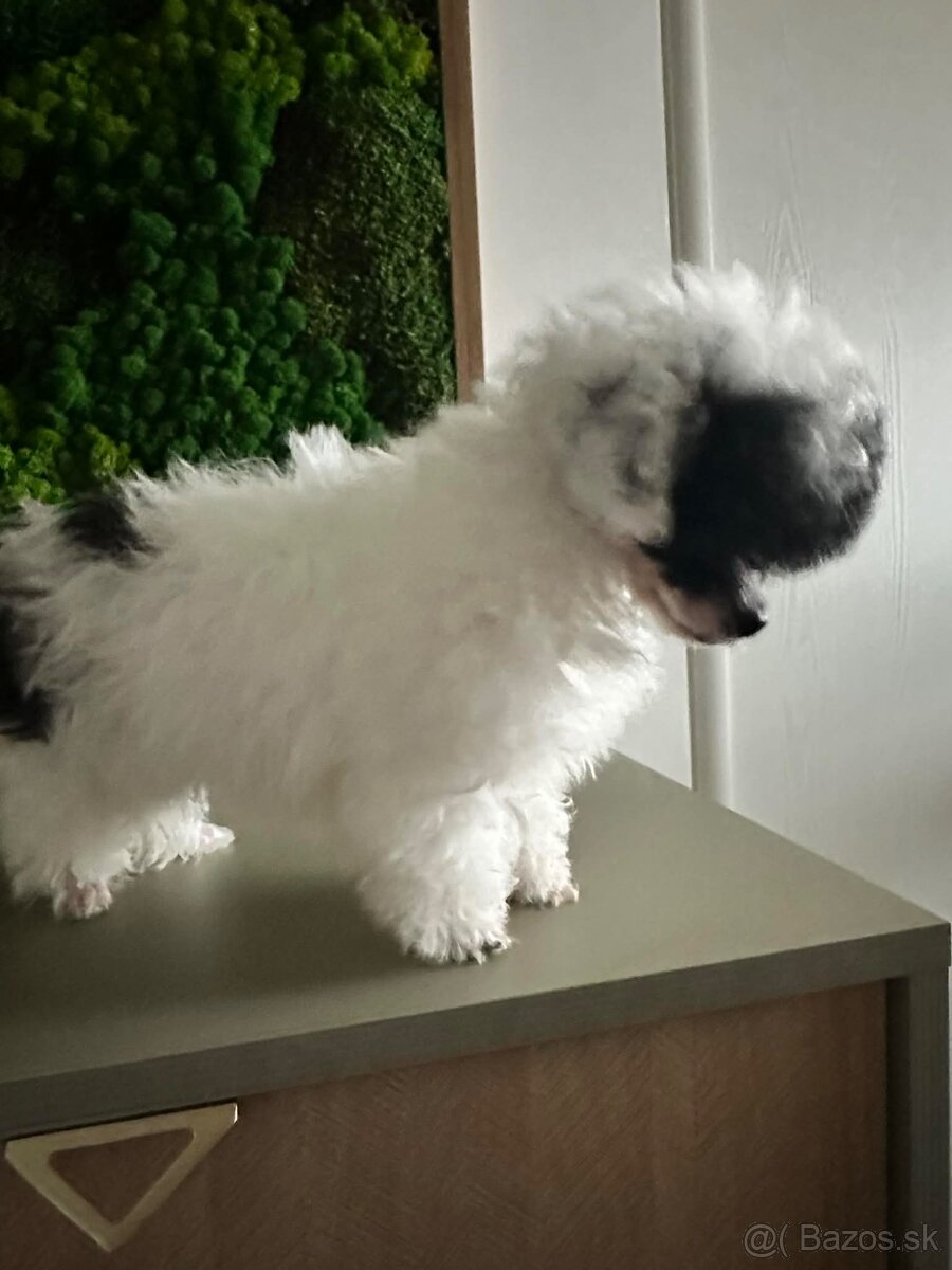 Trpasličí pudlík pudel