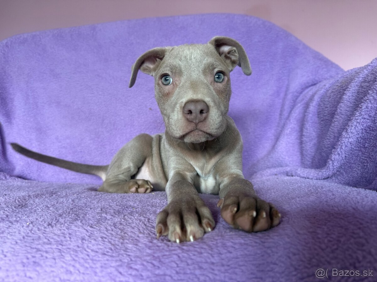 Americký pitbulterier s PP silverfawn rarita