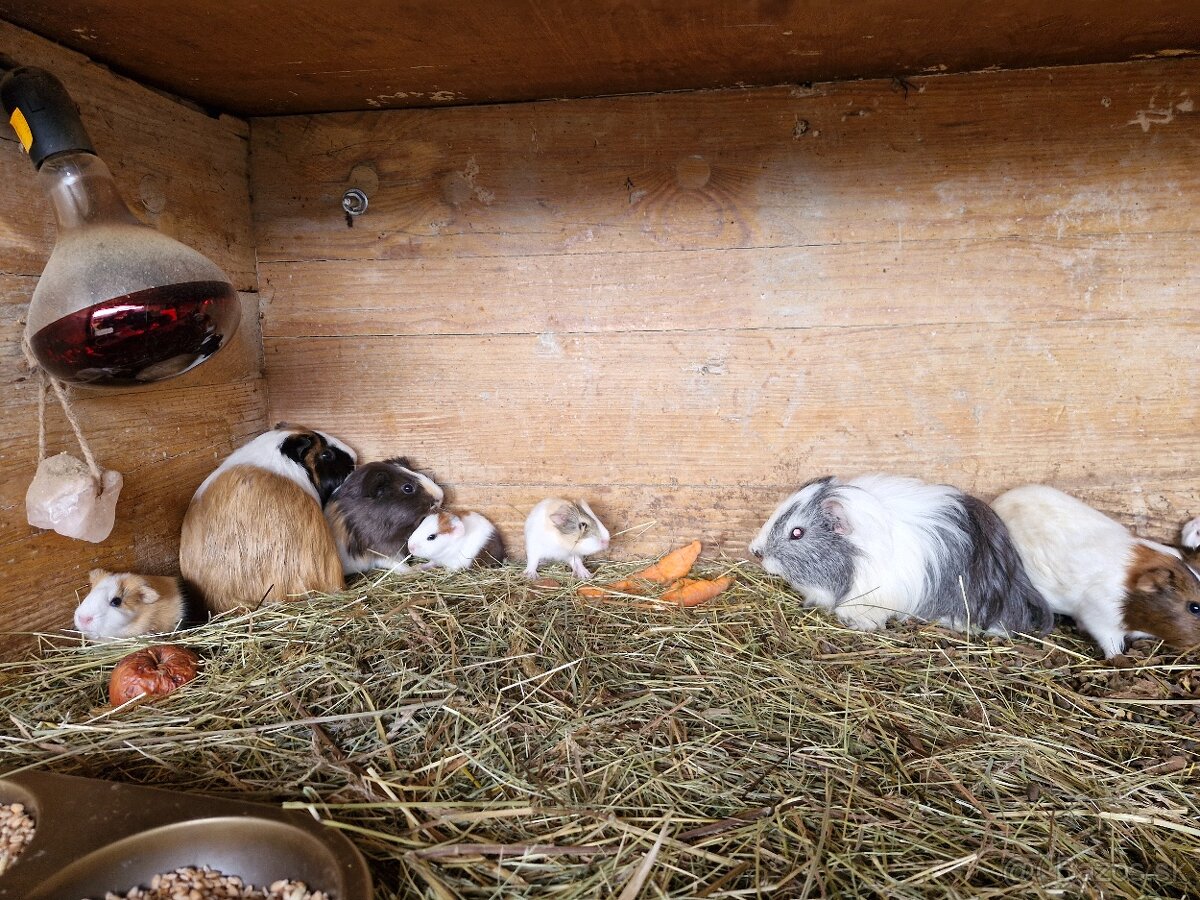 Morcata roznych farieb