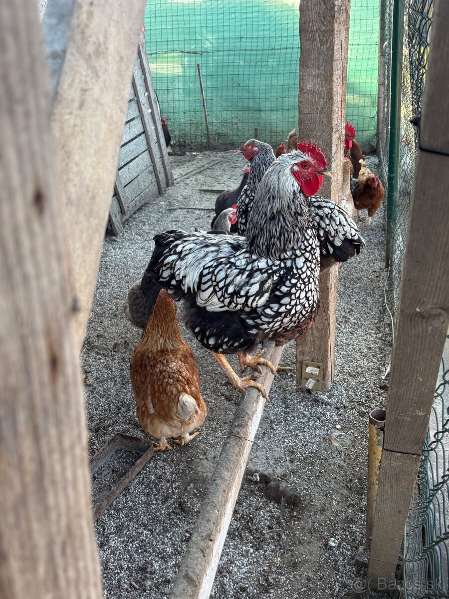 Predám kohútov