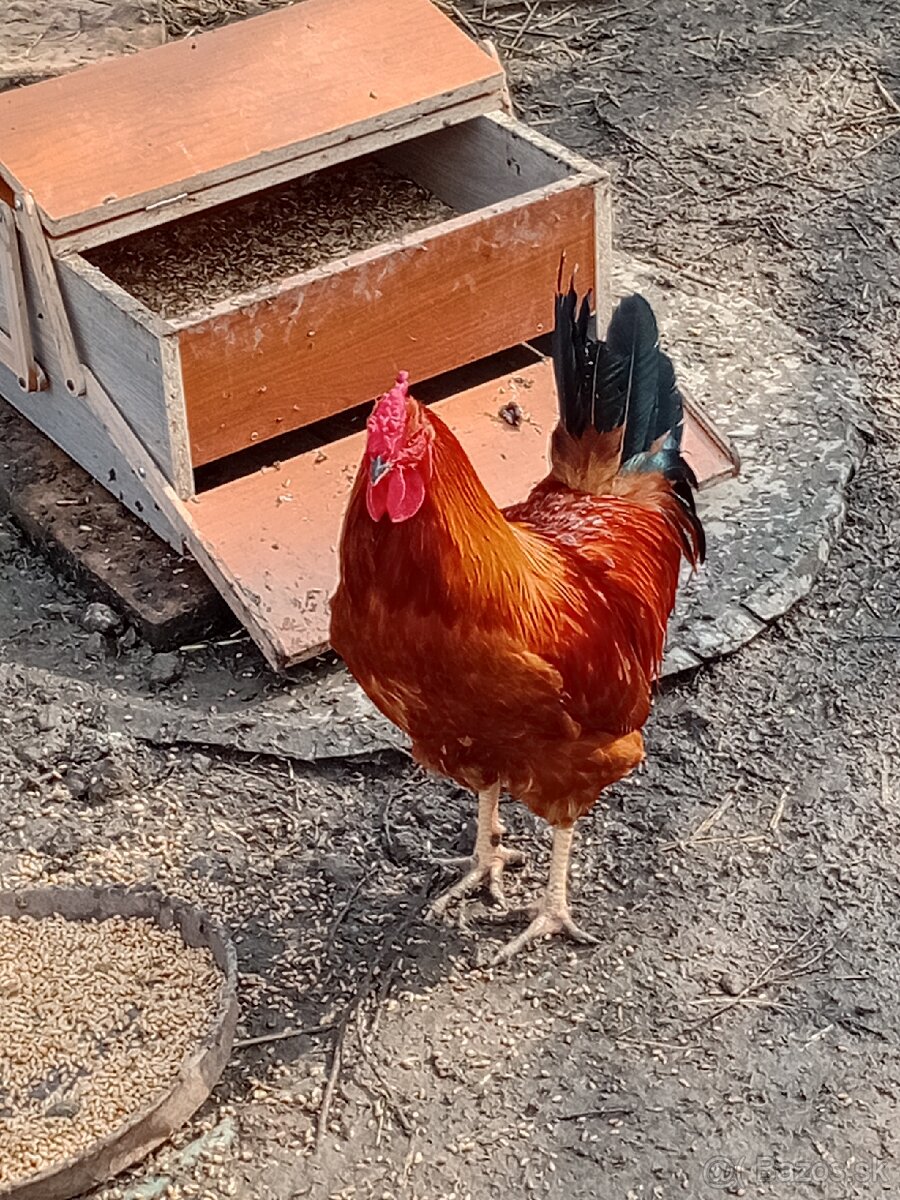 Predám kohúta Hemšir