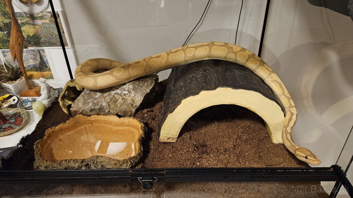 Ball python - pastel banana