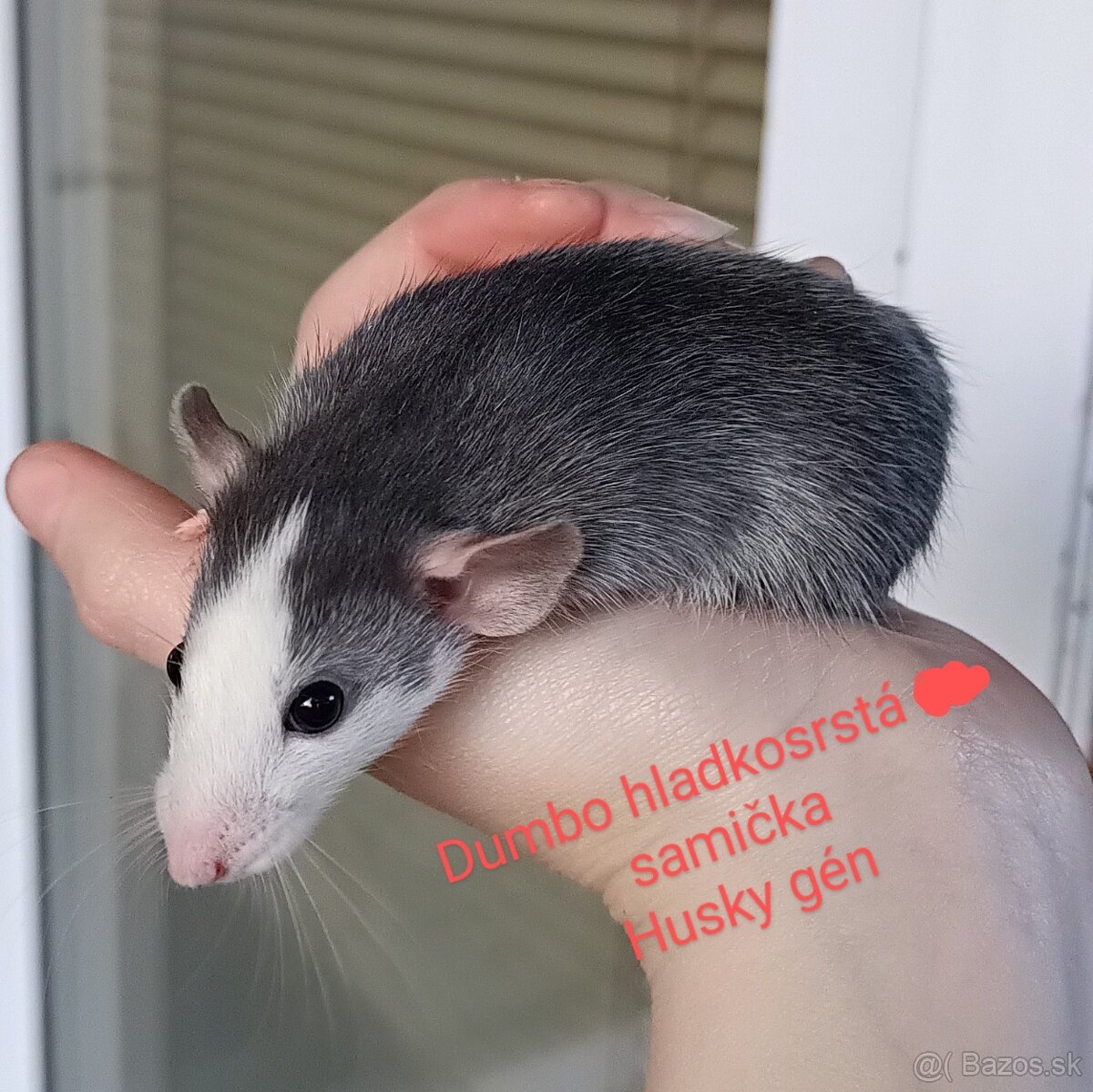 ❤ Exkluzívne dumbo, velveteen, rex potkaníky