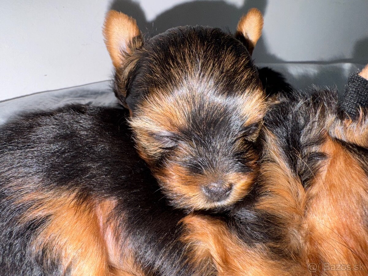 Yorkshirsky terrier