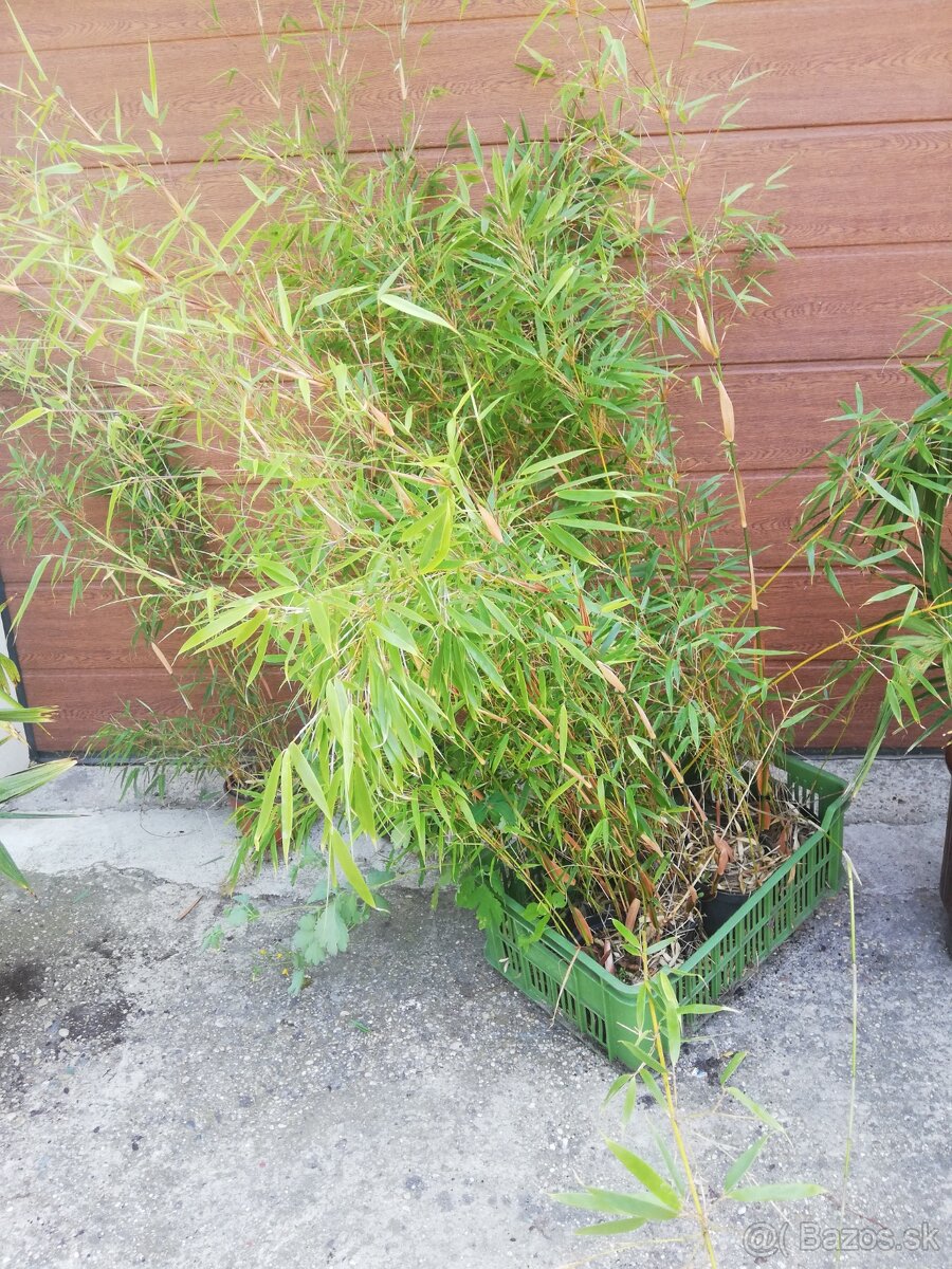 BAMBUS - FARGESIA RUFA
