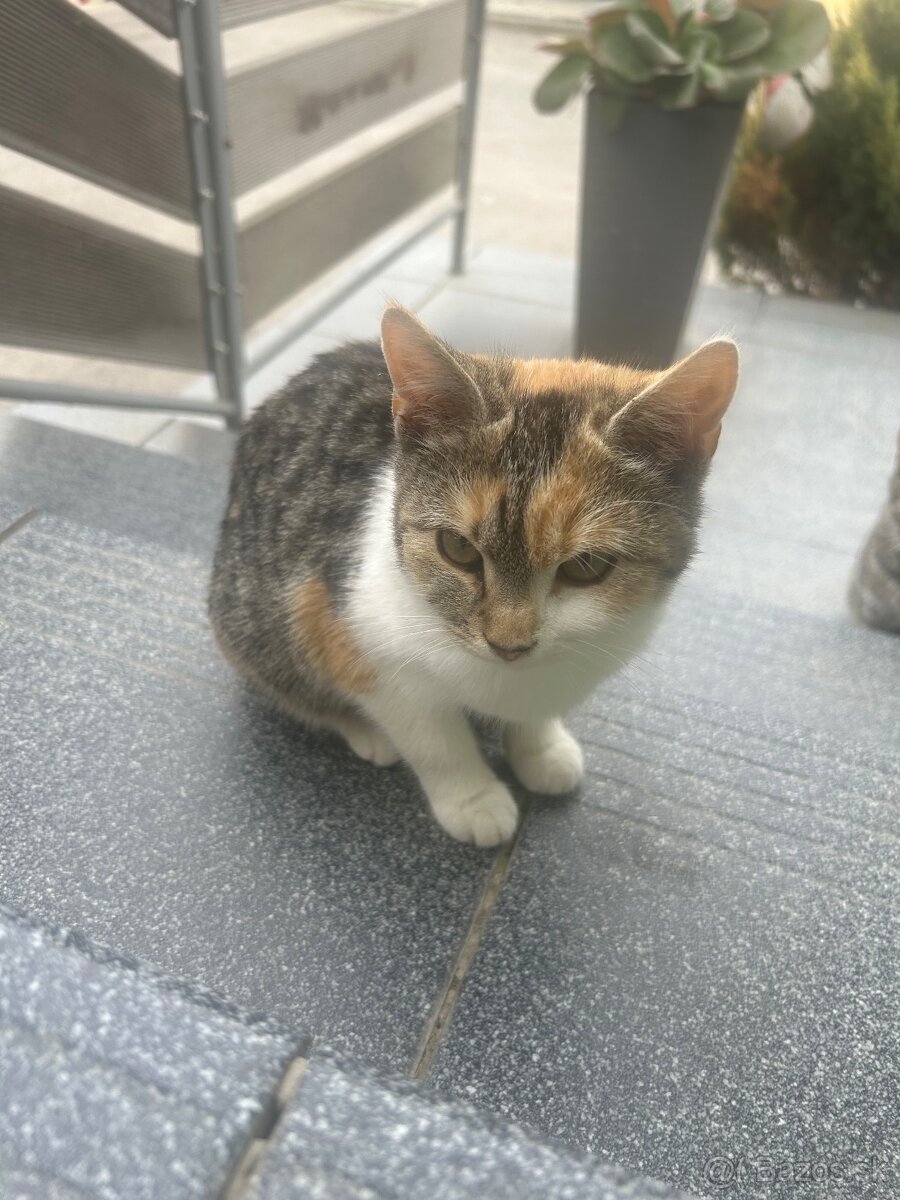 Darujem trojfarebnú mačičku