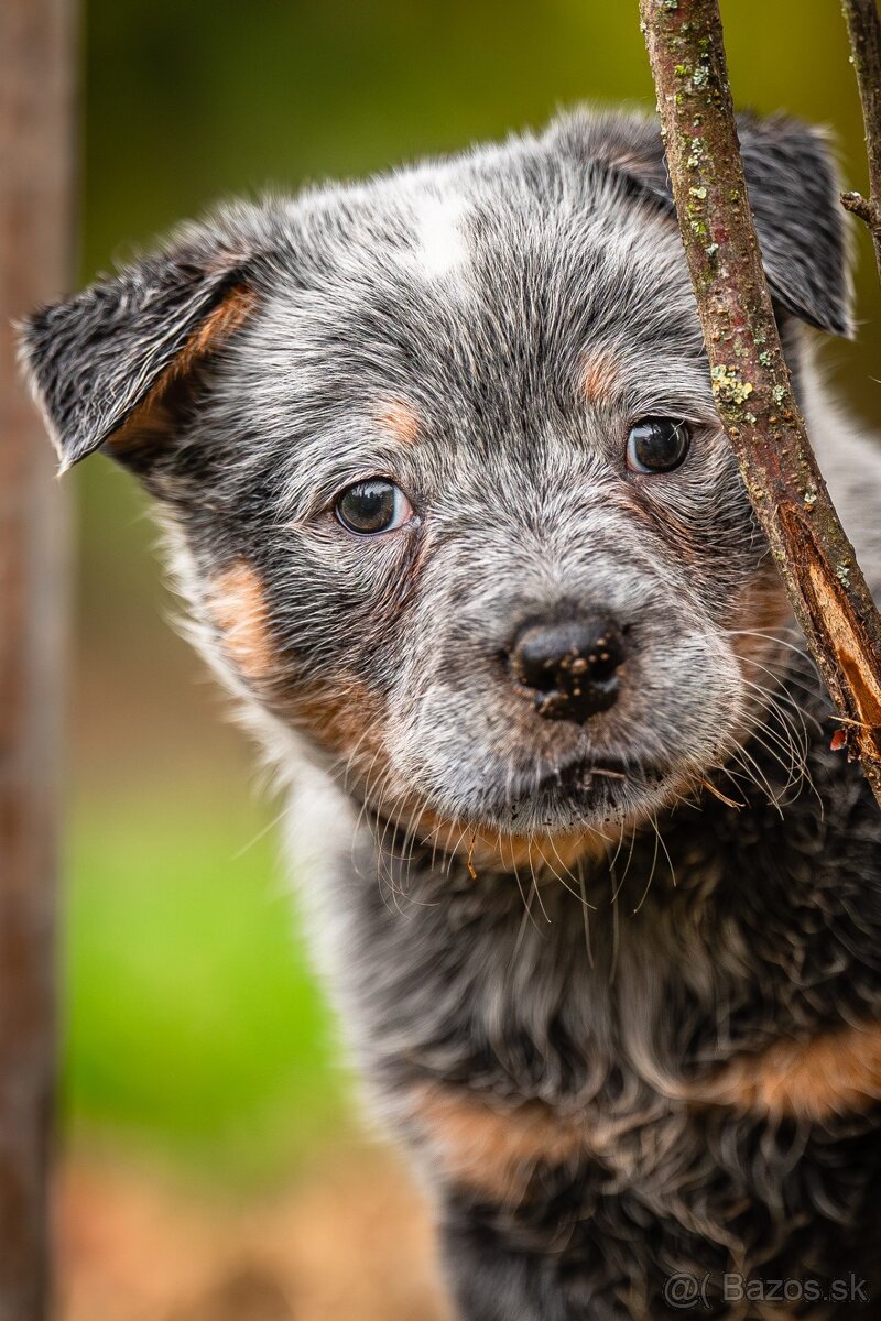 Australský dobytkarský pes s PP, ACD