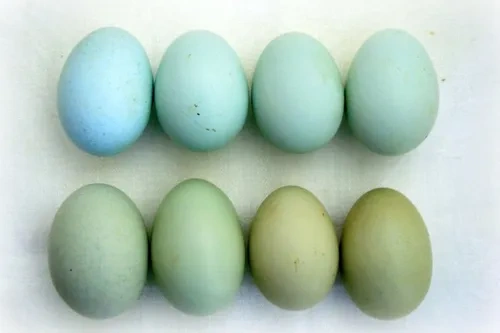 vajíčka araucana