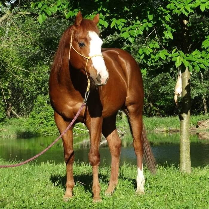 Quarter horse žrebec