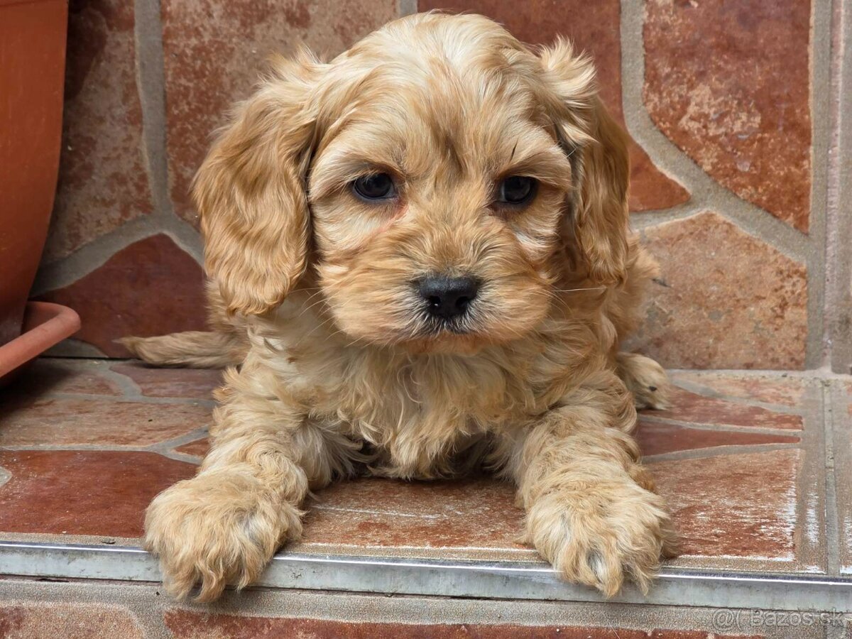 Cavapoo - Pudel