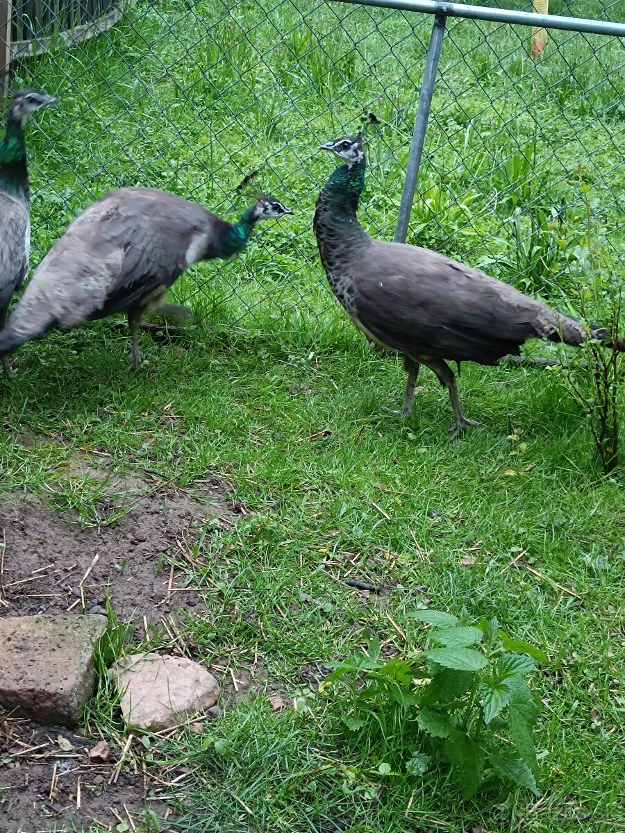 Páv
