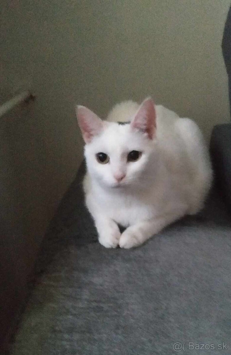 Darujem mačičku