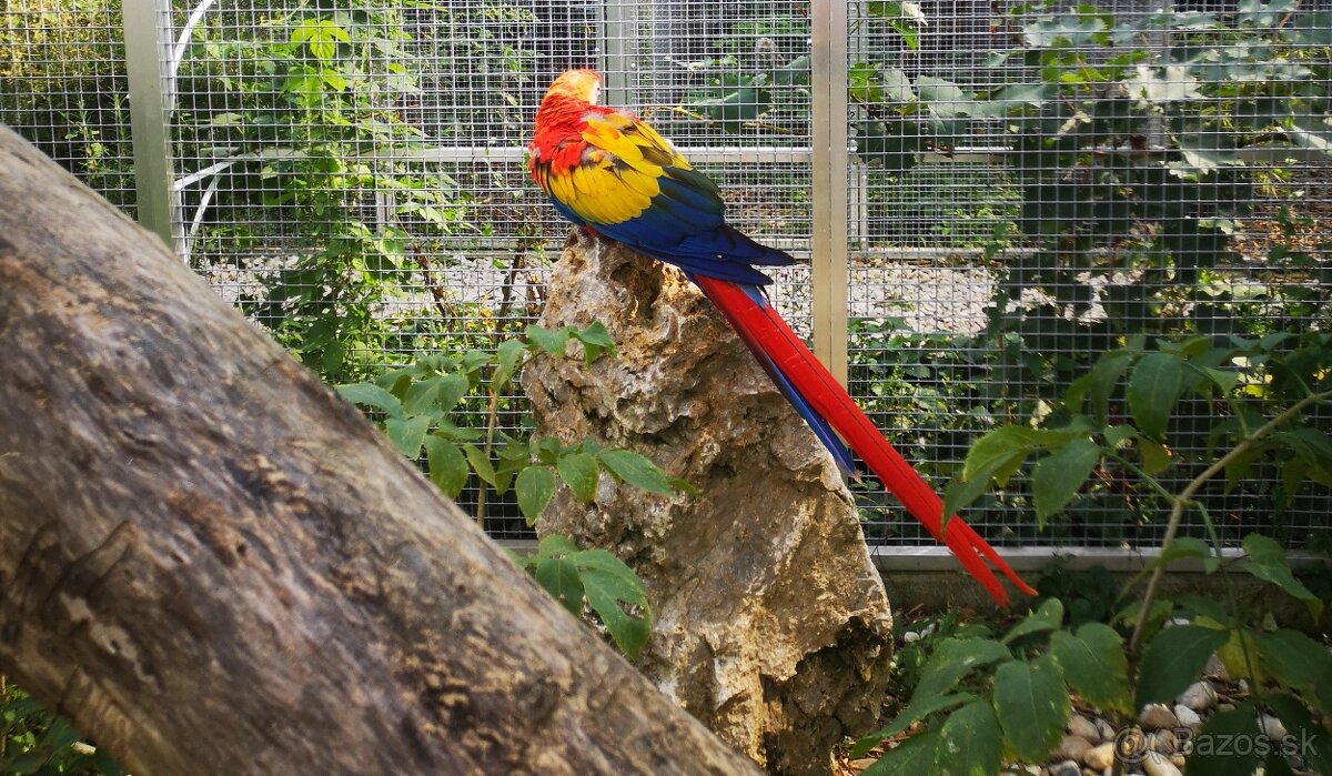 ARA arakanga macao