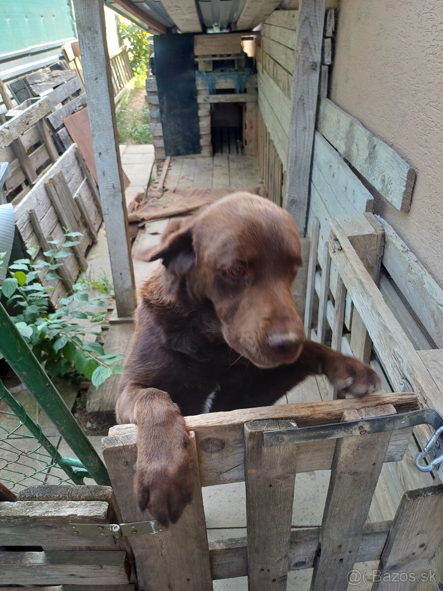 Darujem Labradora