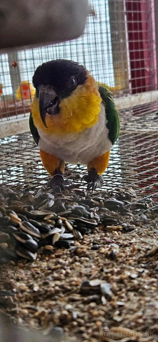 Amazonik Čiernotemenny