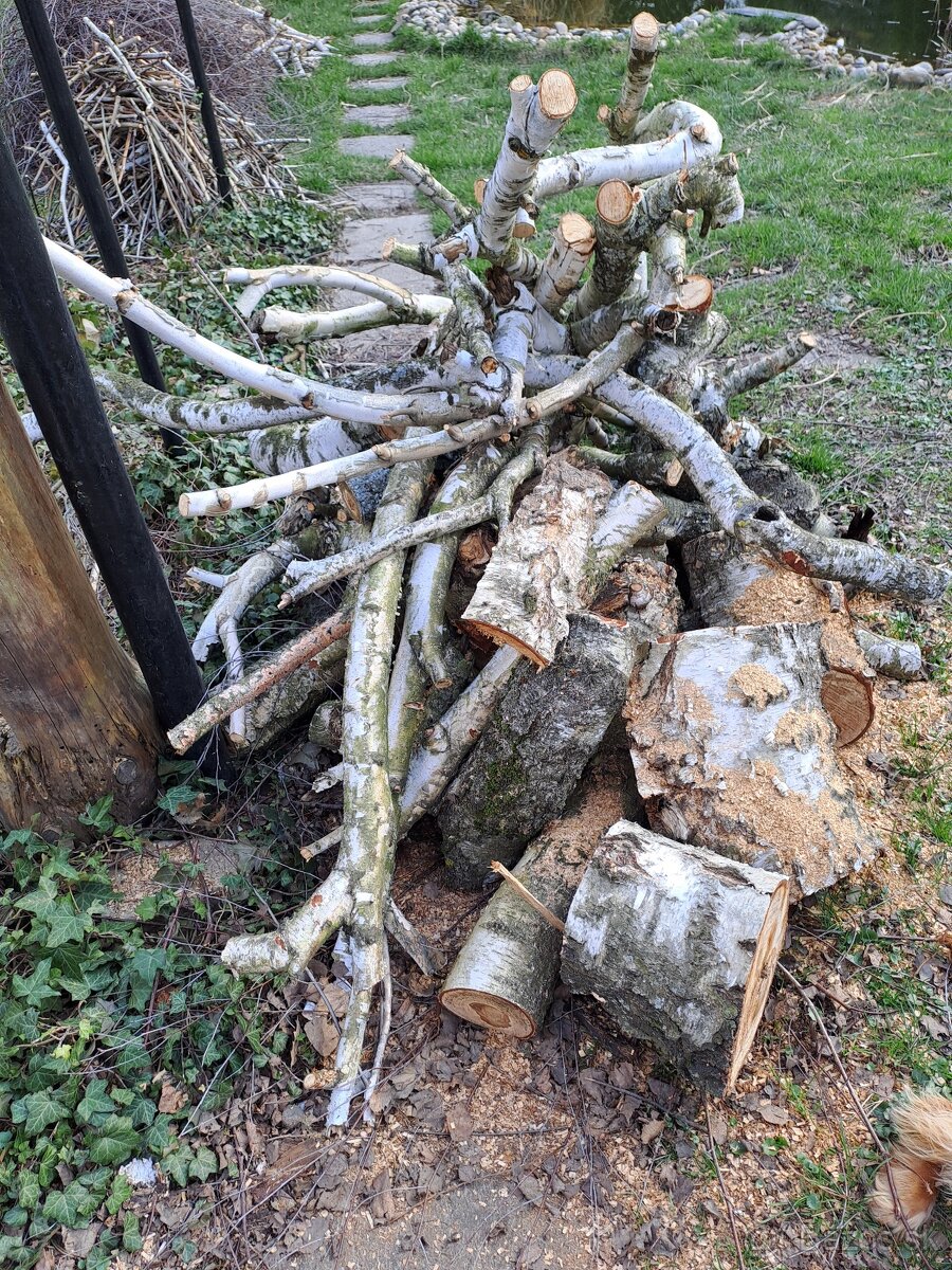 Predám zvyšné drevo zo zrezanej brezy .
