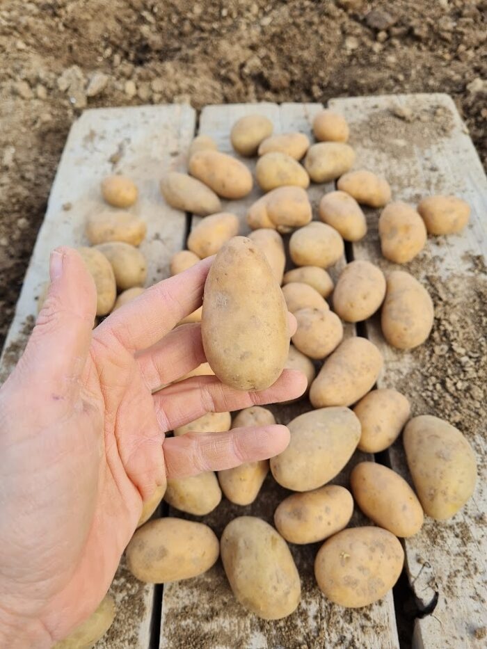 Predaj domáce zemiaky 0.50e/kg