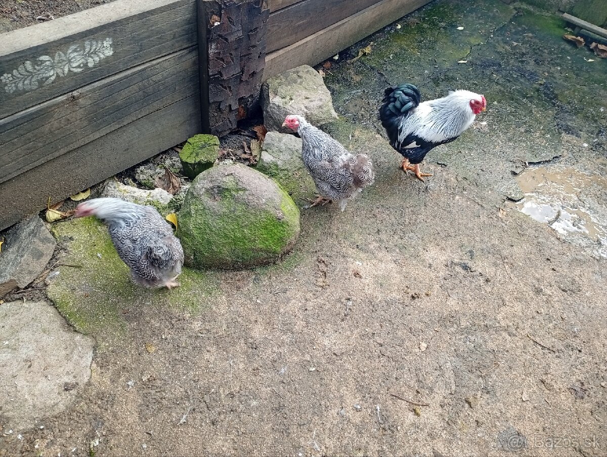 Wyandotky zdrobnele