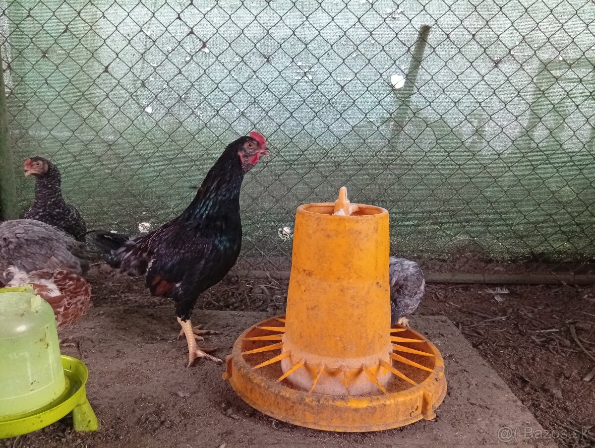 Indická bojovníčka