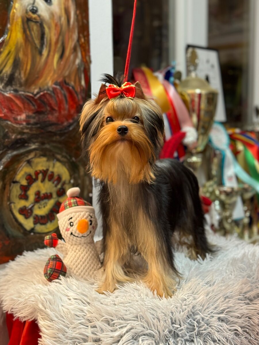 Yorkshire terrier, yorkie, mini yorkshire