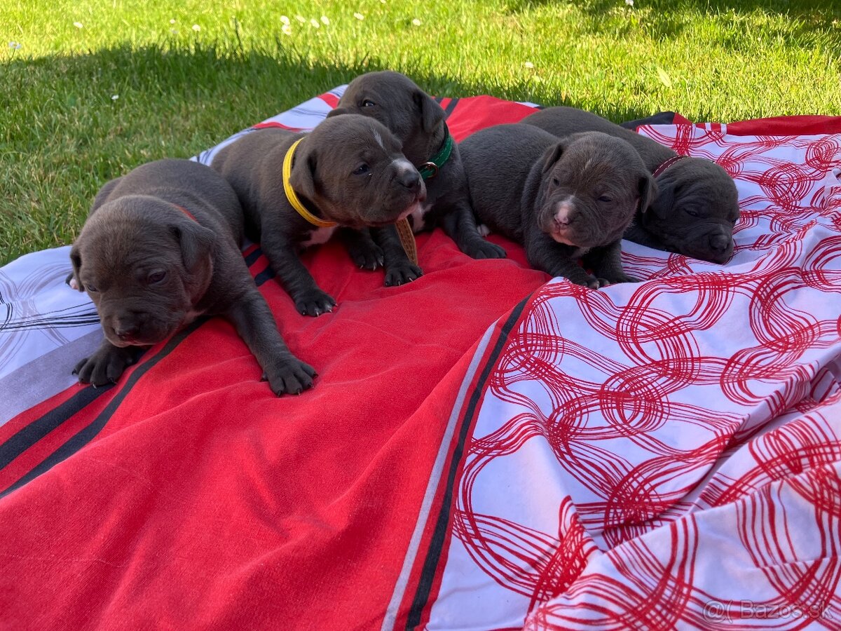Amstaff