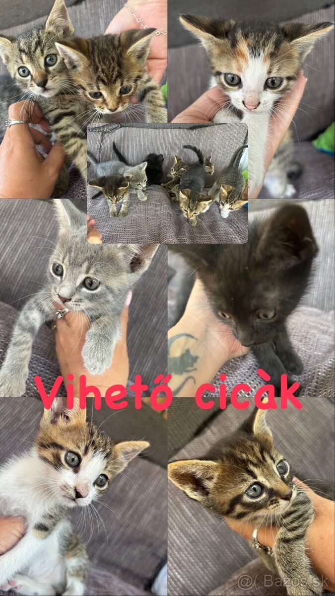 Darujem mačiatka sivá a čierna je rezervovaná