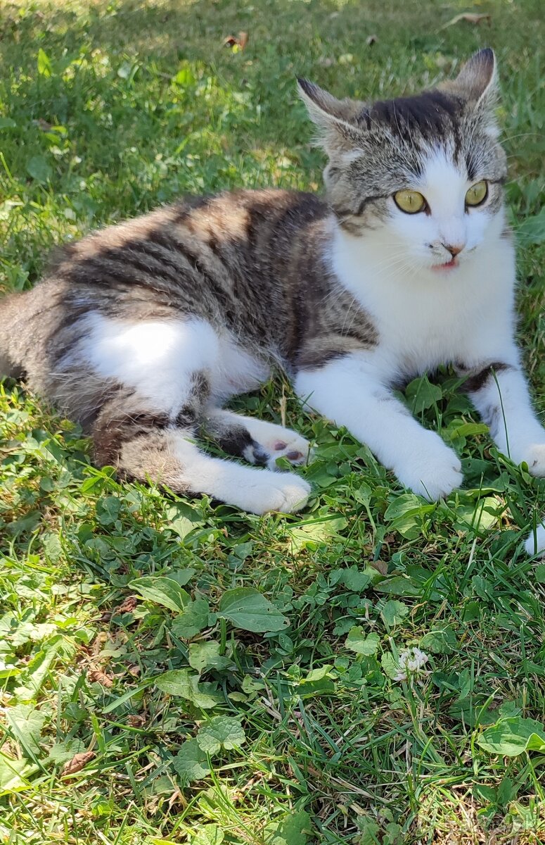 Mačička
