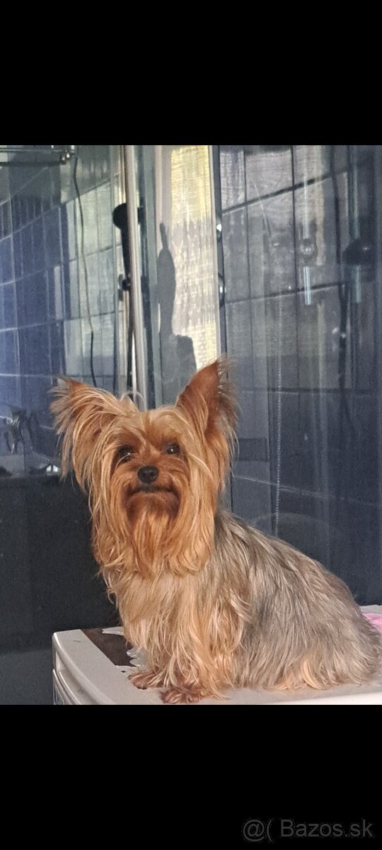 Minni Yorshire Terrier