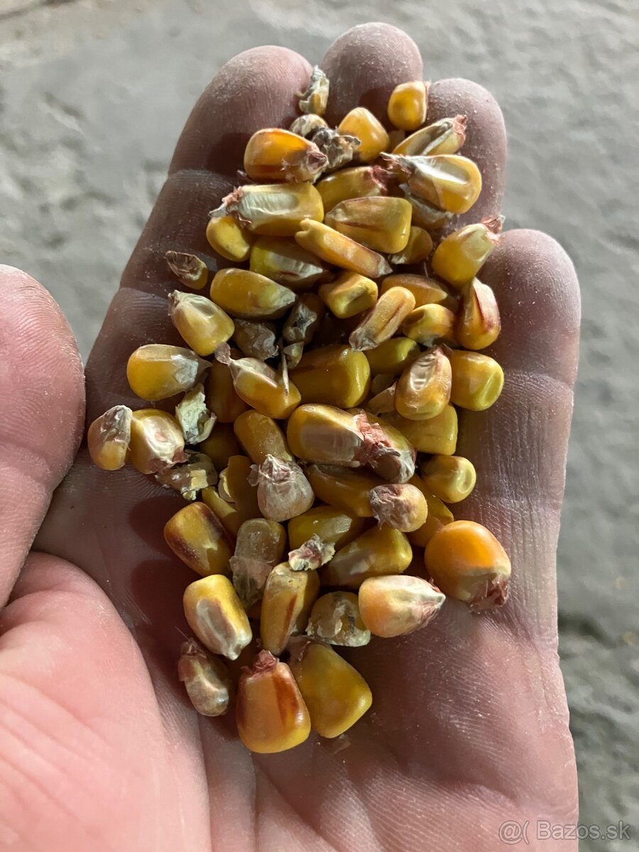 Predám suchú kukuricu