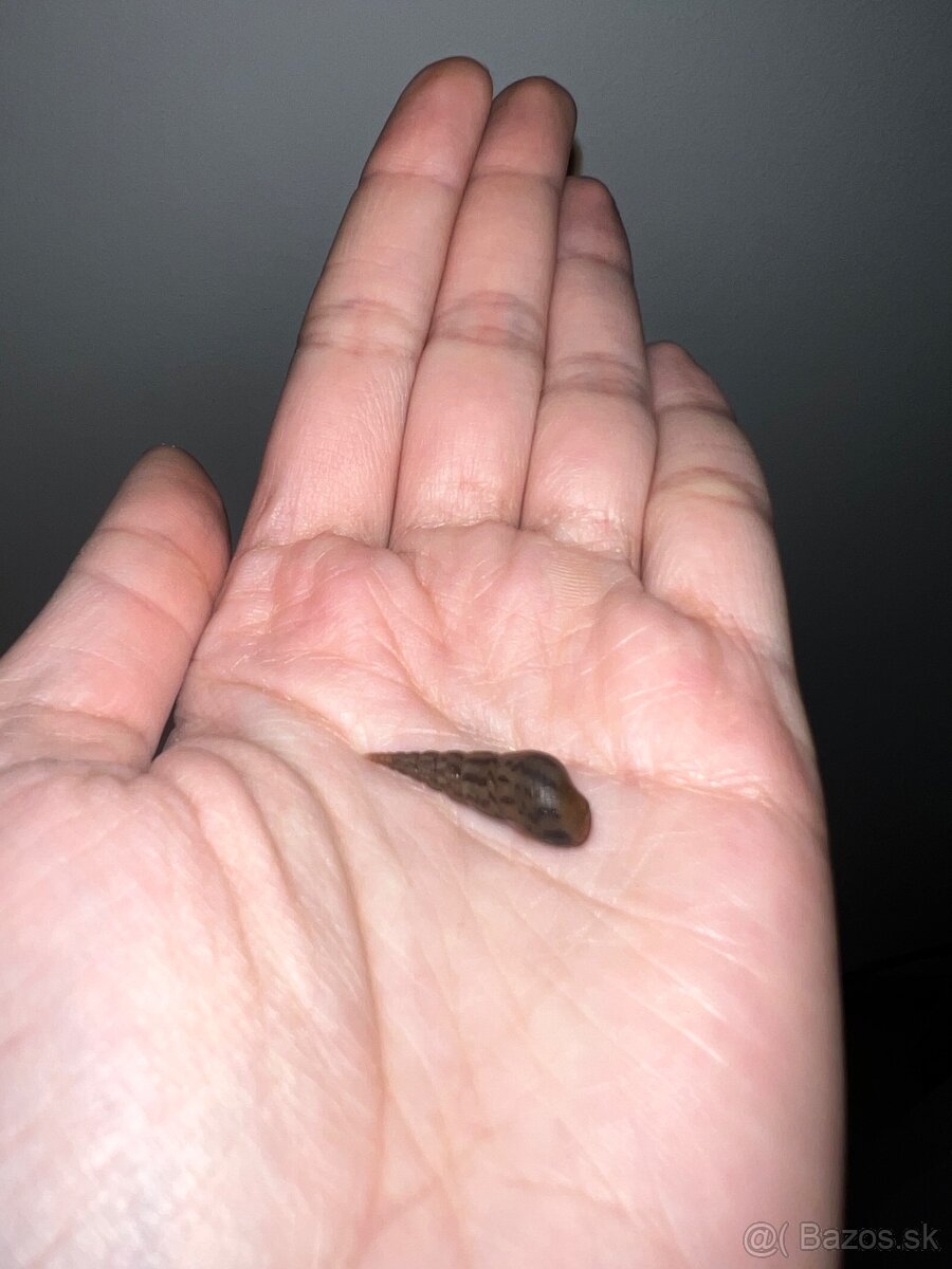 DARUJEM Slimáky do akvária