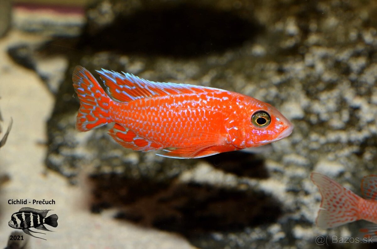 Africké cichlidy Malawi