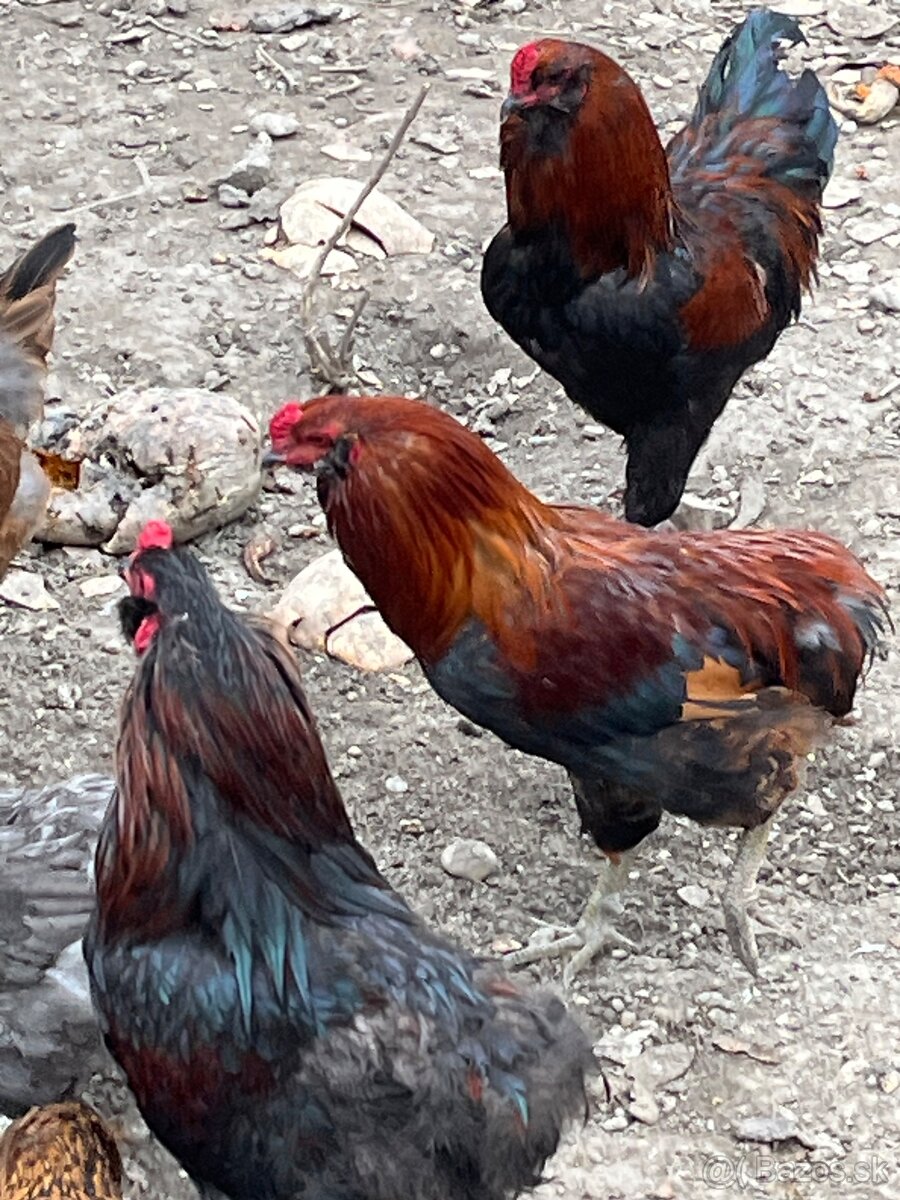 Predám alebo vymenímkohútov Araucana