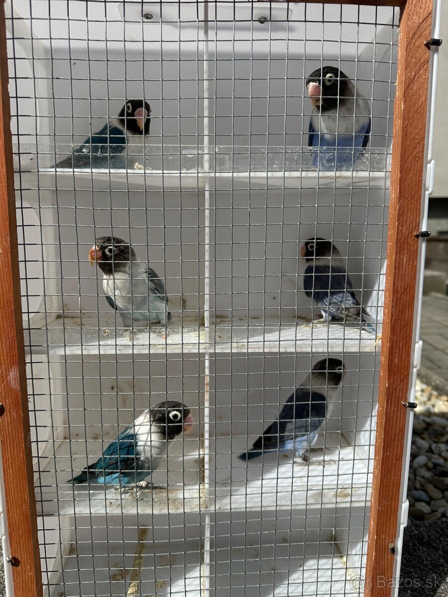 Agapornis škraboškový