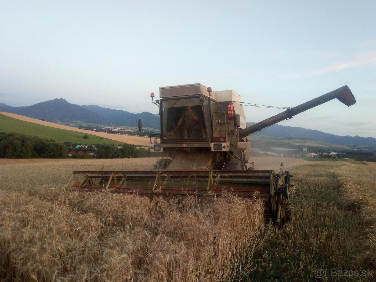 Predám triticale