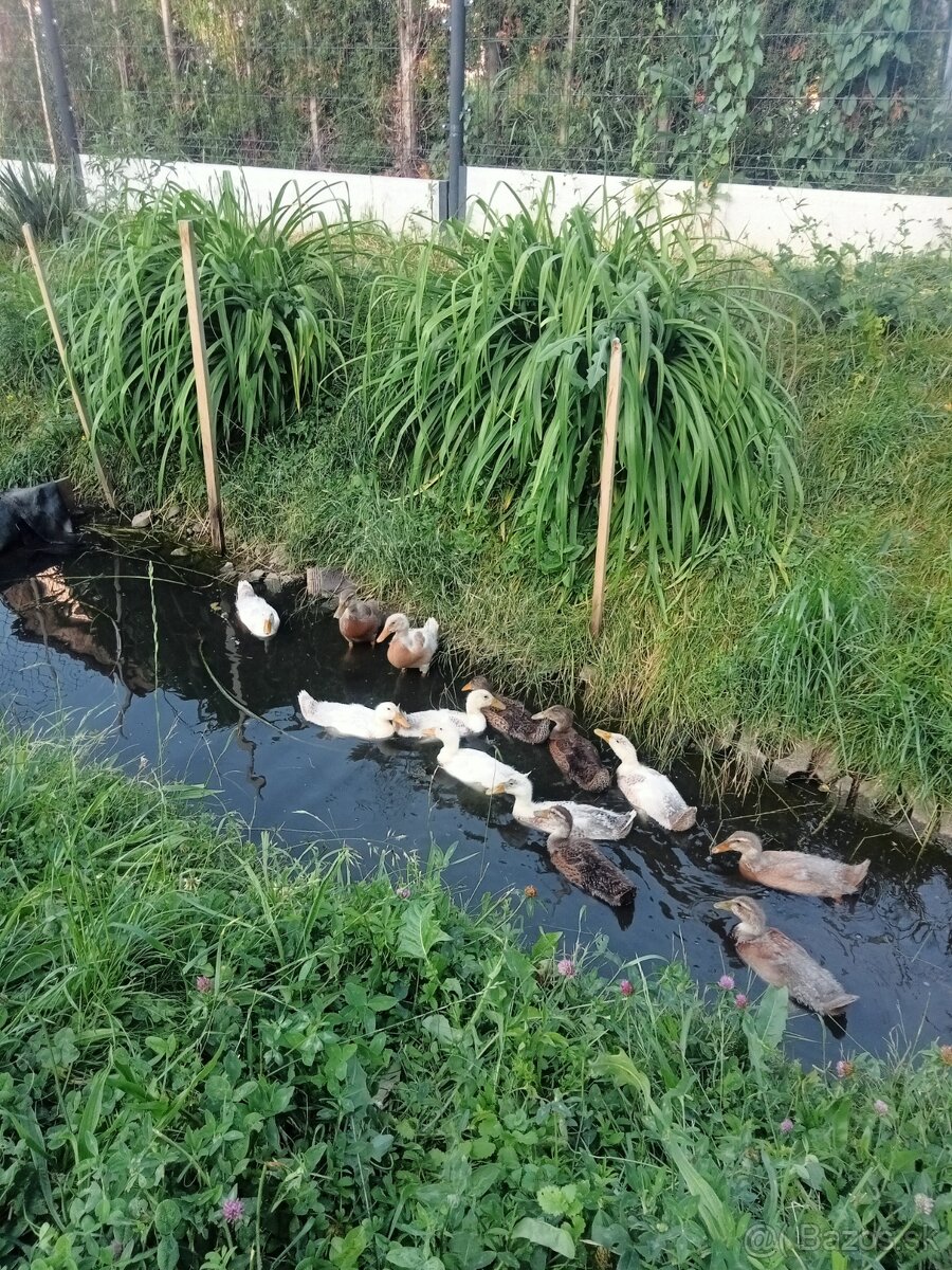 Indický bežec