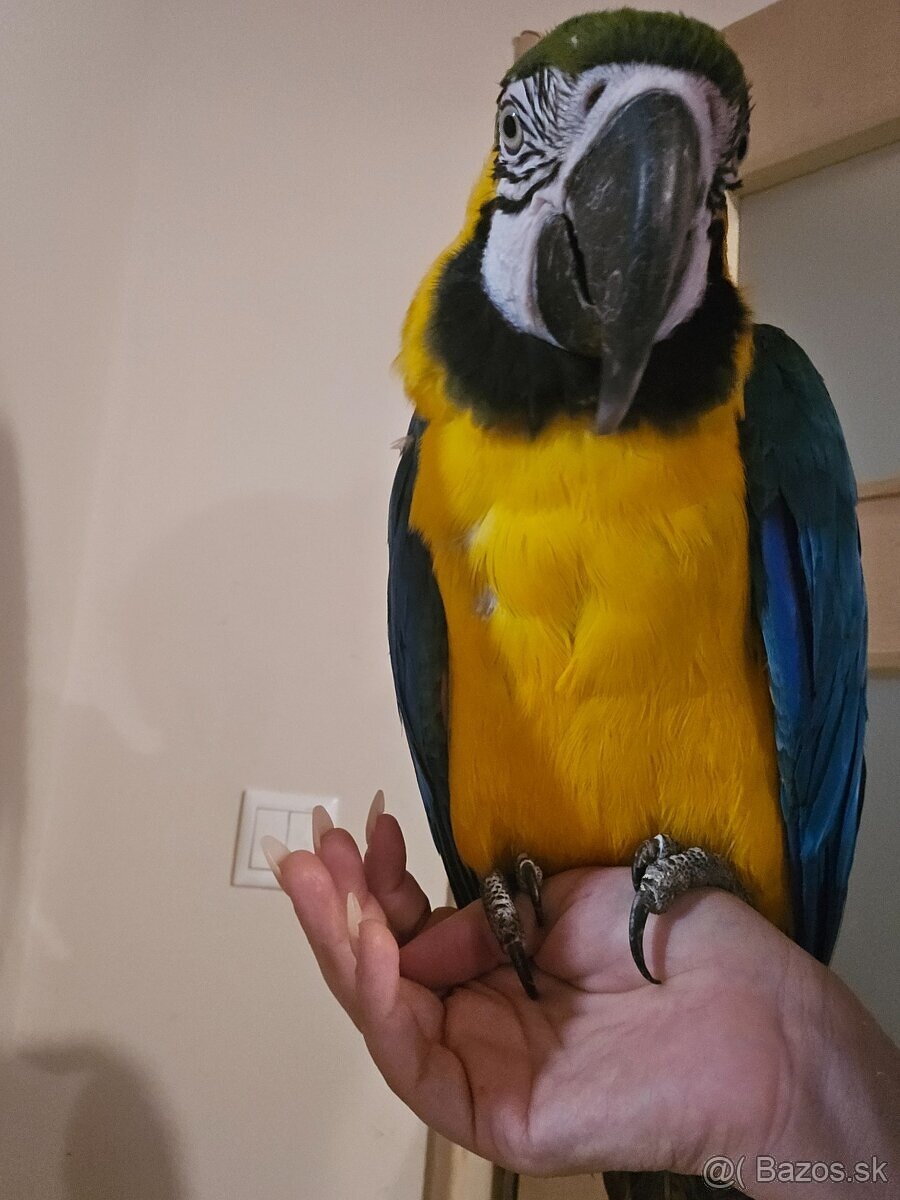 Predam araraunu - ara modrožltá