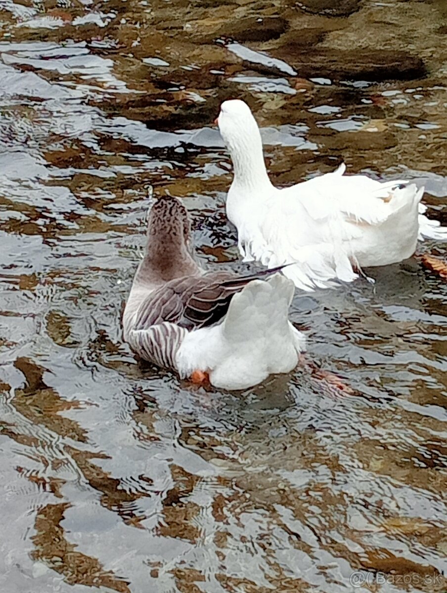 Kučeravé husky mlade 2 ks