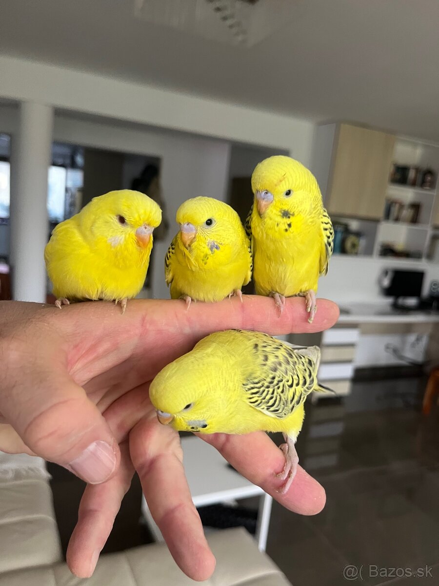 Andulka TCB Maznačik