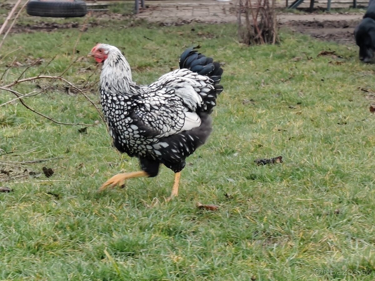 Wyandotka strieborná