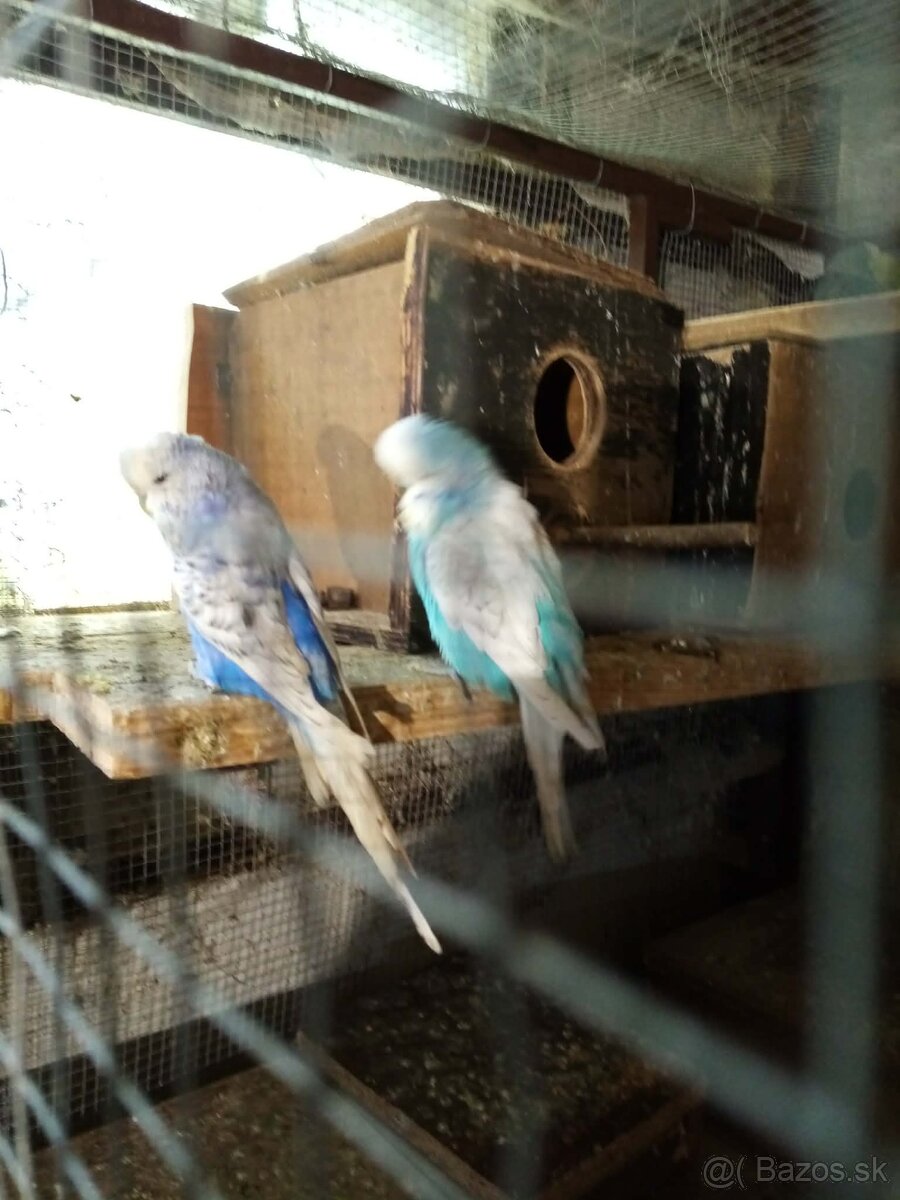 Predám vystavné andulky