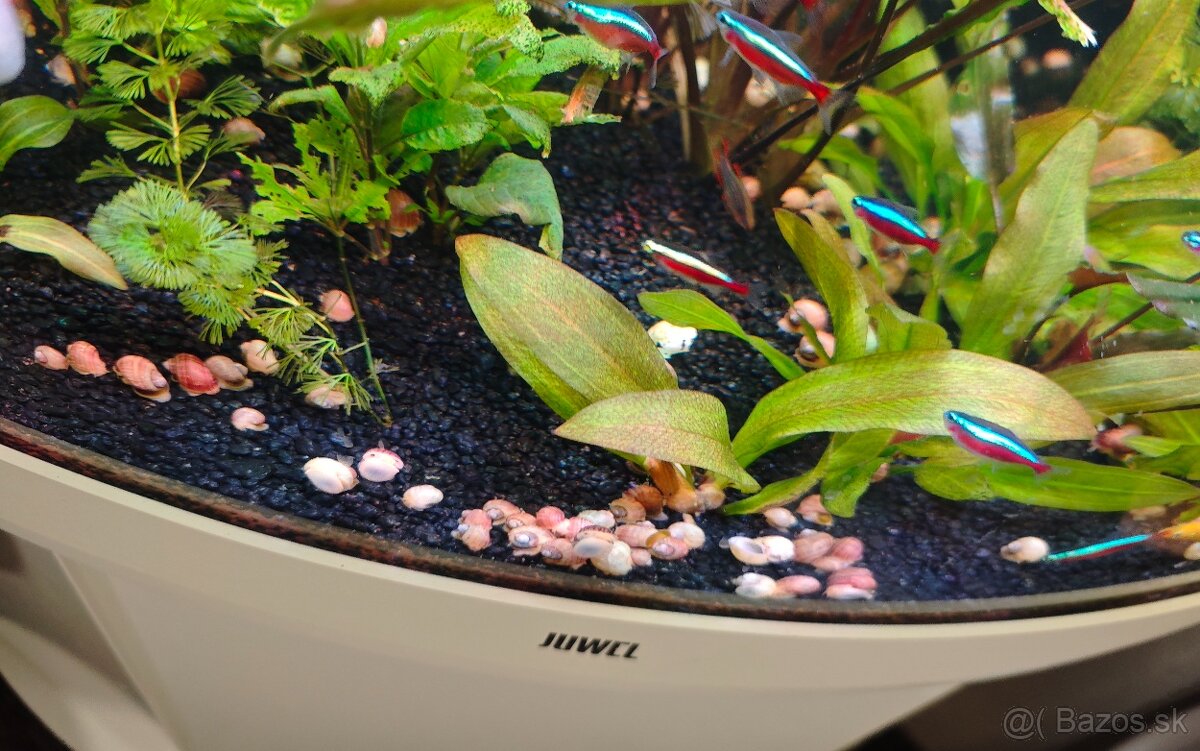 Slimák biely a ružový - Ampularie