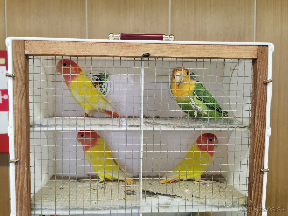 Agapornis.