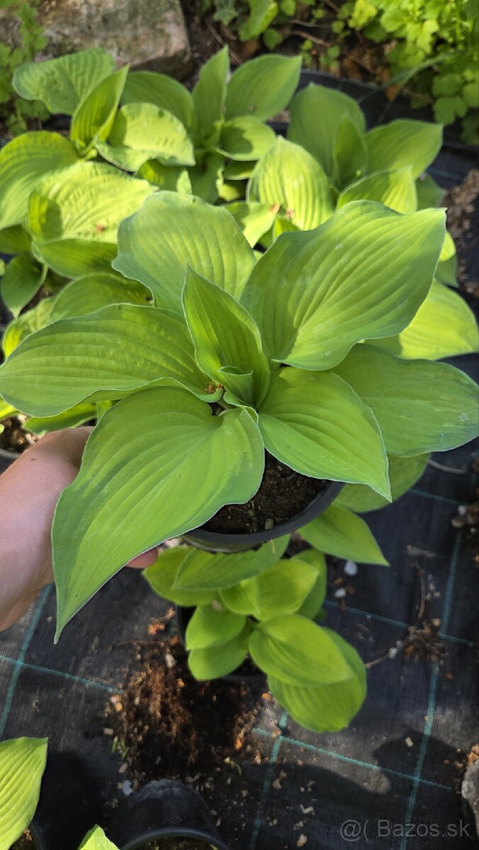Hosta - funkia