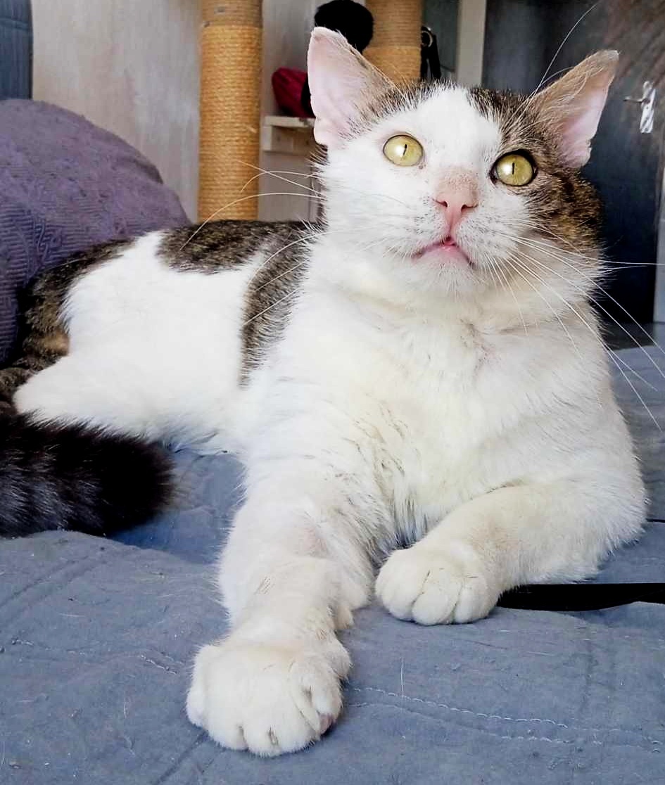 macík Golliath