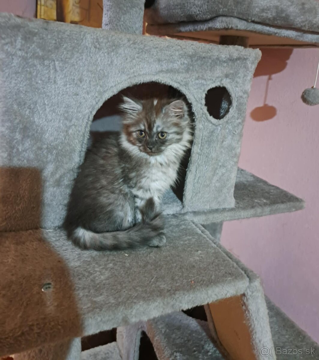 Perzské mačiatka