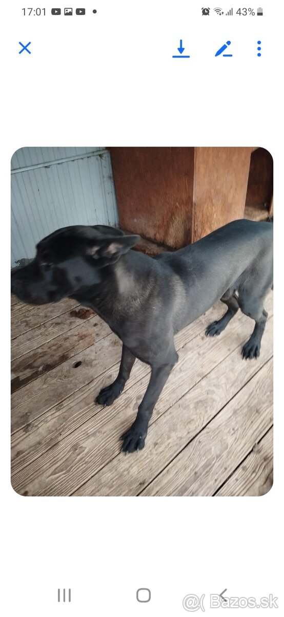 🐾 SOS – Hľadáme domov pre Cane Corso 🐾