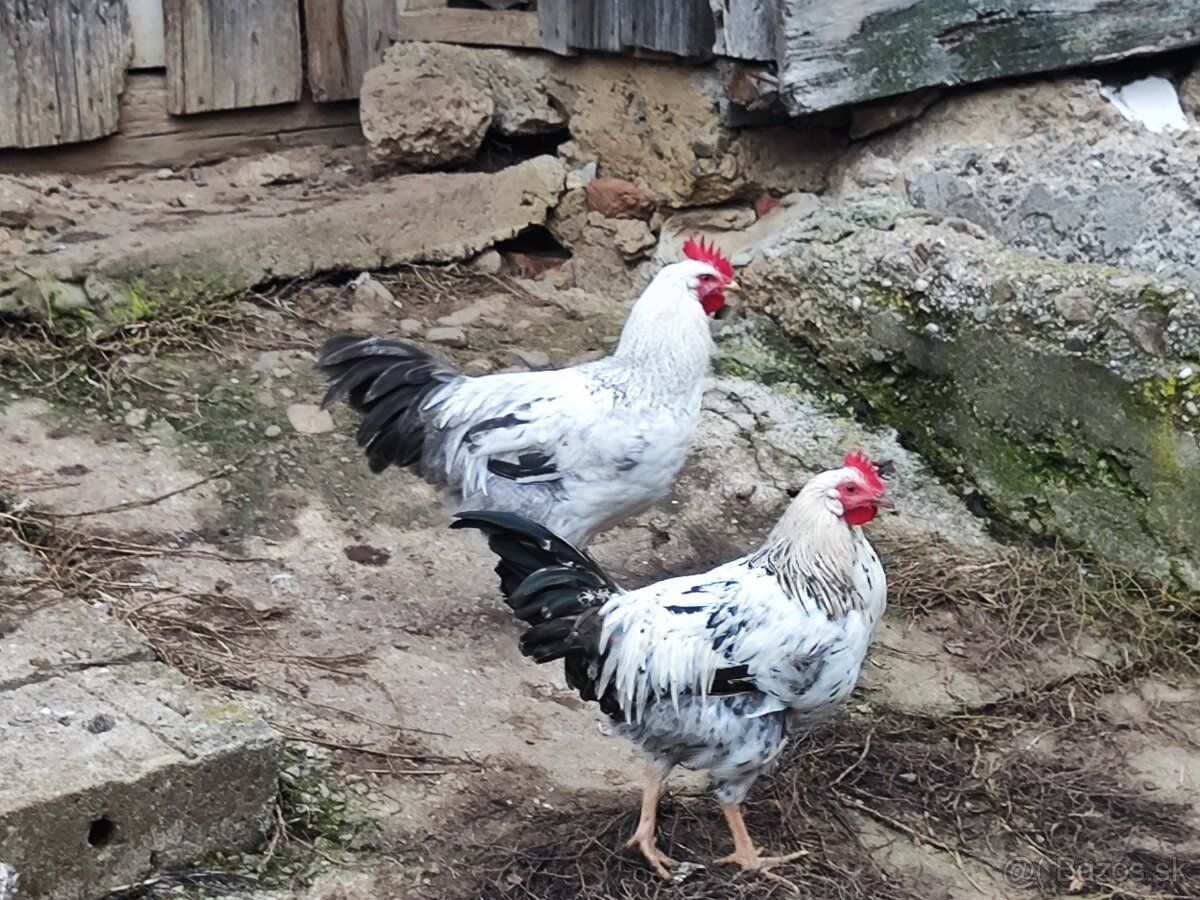 Predám mladé kohúty